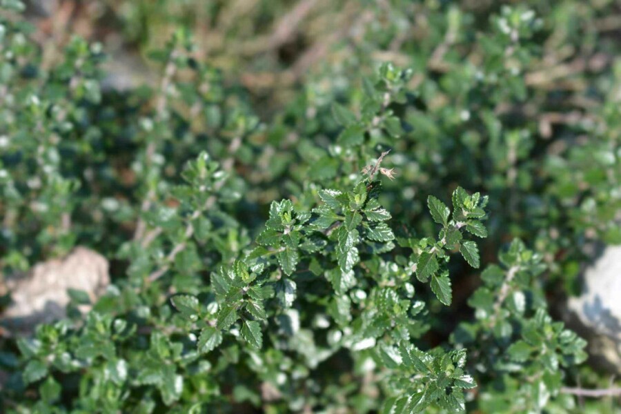 Gamander Teucrium lucidrys 5-10 Topf P9 Teucrium lucidrys