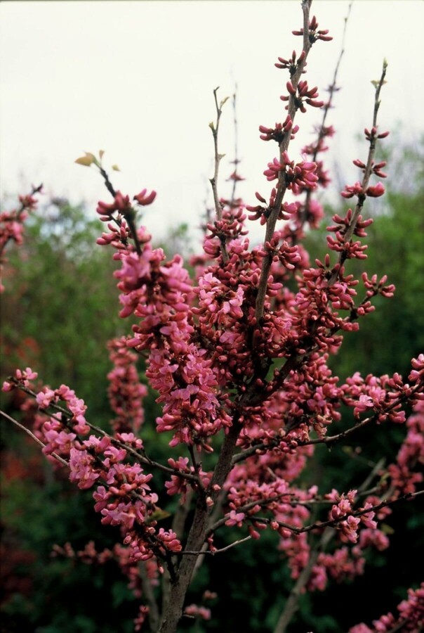 Chinesischer Judasbaum 'Avondale' Cercis chinensis 'Avondale' strauch 50-60 C7,5 Cercis chinensis 'Avondale' Strauch 50-60 cm