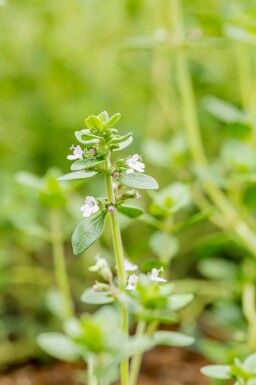 Zitronenthymian Thymus citriodorus 5-10 Topf P9 Thymus citriodorus