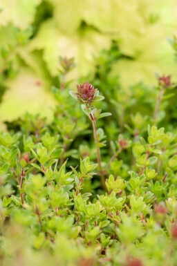 Zitronenthymian Thymus citriodorus 5-10 Topf P9 Thymus citriodorus