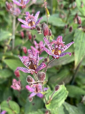 Krötenlilie Tricyrtis formosana 5-10 Topf P9 Tricyrtis formosana