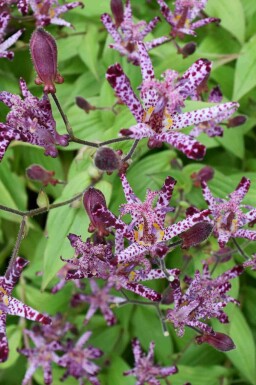 Krötenlilie Tricyrtis hirta 5-10 Topf P9 Tricyrtis hirta