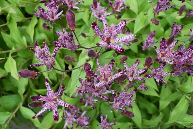 Krötenlilie Tricyrtis hirta 5-10 Topf P9 Tricyrtis hirta