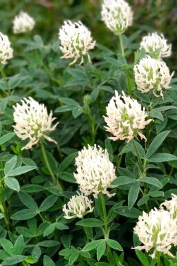Gelbklee Trifolium ochroleucon 5-10 Topf P9 Trifolium ochroleucon