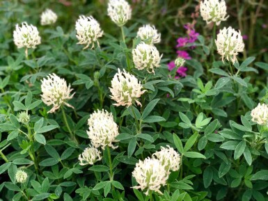 Gelbklee Trifolium ochroleucon 5-10 Topf P9 Trifolium ochroleucon