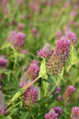 Rotklee Trifolium rubens 5-10 Topf P9 Trifolium rubens