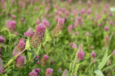 Rotklee Trifolium rubens 5-10 Topf P9 Trifolium rubens