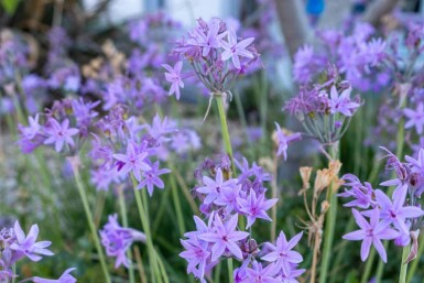 Wilder knoblauch Tulbaghia violacea 5-10 Topf P9 Tulbaghia violacea