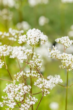 Baldrian Valeriana officinalis 5-10 Topf P9 Valeriana officinalis