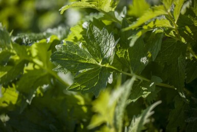 Baldrian Valeriana officinalis 5-10 Topf P9 Valeriana officinalis