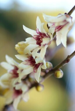 Chinesische Winterblüte Chimonanthus praecox Topf Chimonanthus praecox Strauch