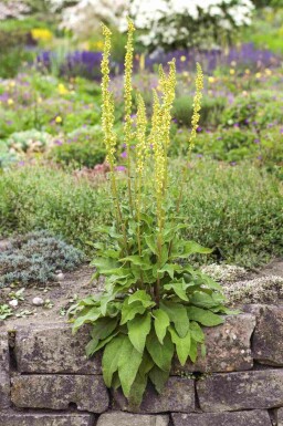 Schwarze königskerze Verbascum nigrum 5-10 Topf P9 Verbascum nigrum