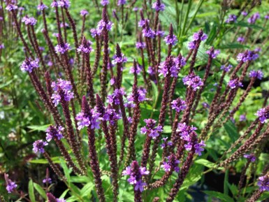 Eisenkraut Verbena hastata 5-10 Topf P9 Verbena hastata