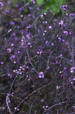 Eisenkraut Verbena officinalis 'Bampton' 5-10 Topf P9 Verbena officinalis 'Bampton'