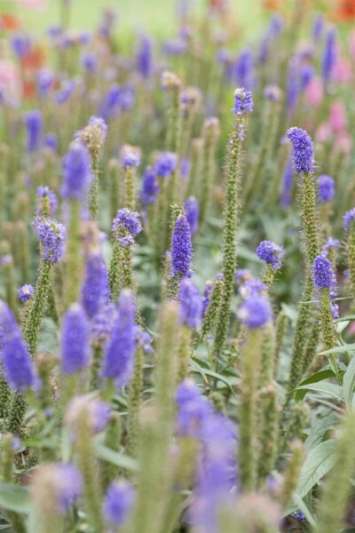 Hoher ehrenpreis Veronica longifolia 5-10 Topf P9 Veronica longifolia