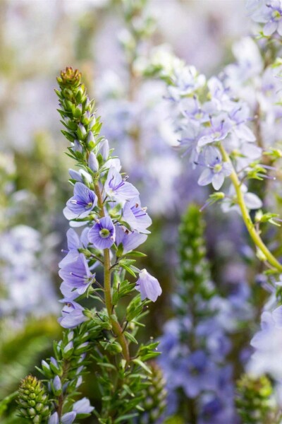 Niederliegender ehrenpreis Veronica prostrata 5-10 Topf P9 Veronica prostrata