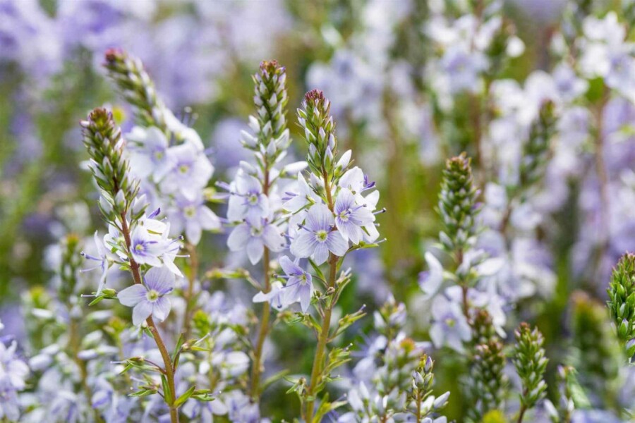Niederliegender ehrenpreis Veronica prostrata 5-10 Topf P9 Veronica prostrata