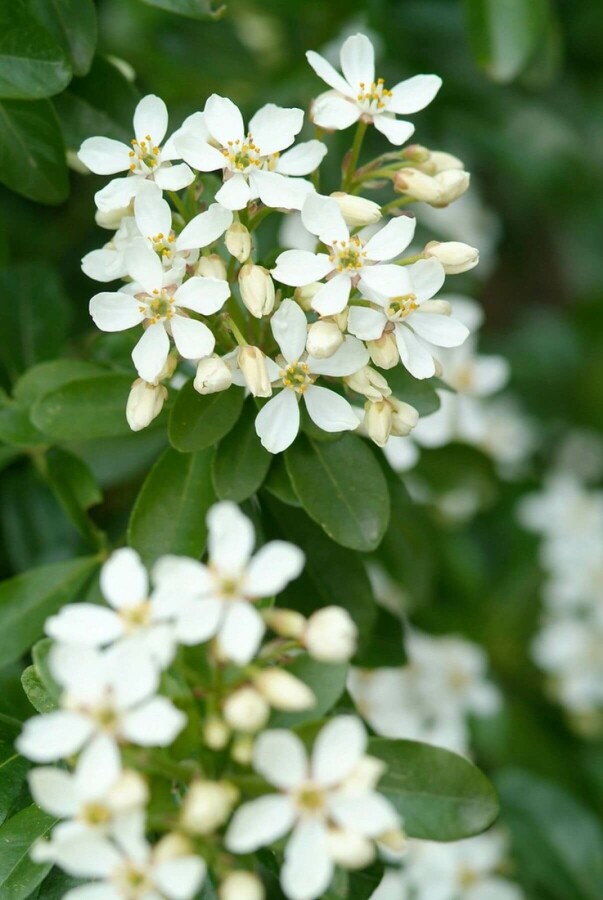 Orangenblume Choisya ternata strauch 15-20 C2 Choisya ternata Strauch 15-20 cm