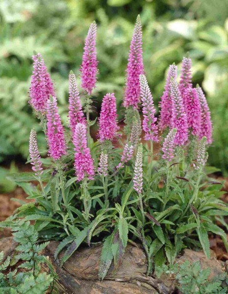 Ähriger ehrenpreis Veronica spicata 'Heidekind' 5-10 Topf P9 Veronica spicata 'Heidekind'
