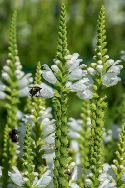 Ähriger ehrenpreis Veronica spicata 'Icicle' 5-10 Topf P9 Veronica spicata 'Icicle'