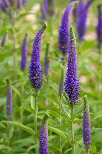 Ähriger ehrenpreis Veronica spicata 5-10 Topf P9 Veronica spicata