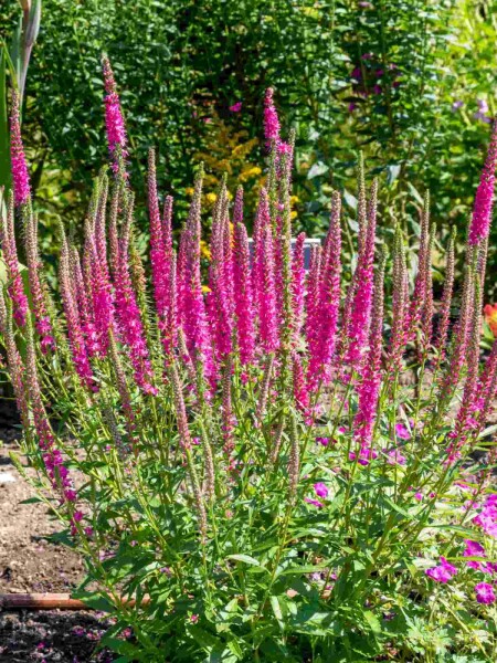 Ähriger ehrenpreis Veronica spicata 'Rotfuchs' 5-10 Topf P9 Veronica spicata 'Rotfuchs'