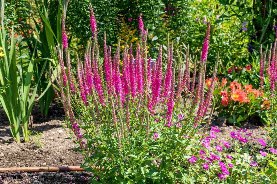 Ähriger ehrenpreis Veronica spicata 'Rotfuchs' 5-10 Topf P9 Veronica spicata 'Rotfuchs'