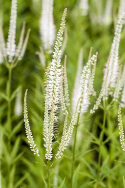 WeiĂer ehrenpreis Veronicastrum virginicum 'Album' 5-10 Topf P9 Veronicastrum virginicum 'Album'