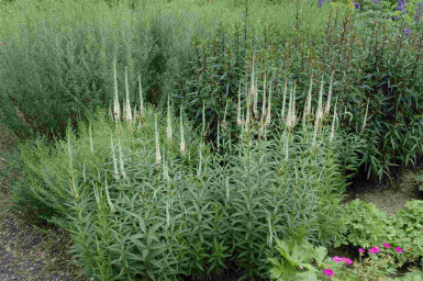 WeiĂer ehrenpreis Veronicastrum virginicum 'Album' 5-10 Topf P9 Veronicastrum virginicum 'Album'
