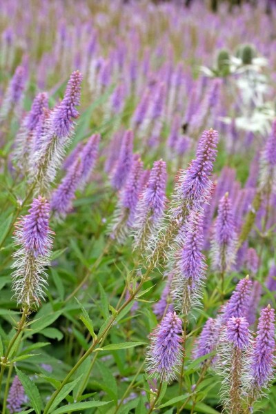 Scheinaster Veronicastrum virginicum 'Fascination' 5-10 Topf P9 Veronicastrum virginicum 'Fascination'