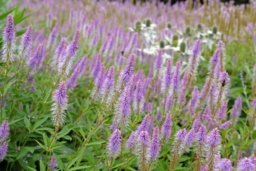Scheinaster Veronicastrum virginicum 'Fascination' 5-10 Topf P9 Veronicastrum virginicum 'Fascination'