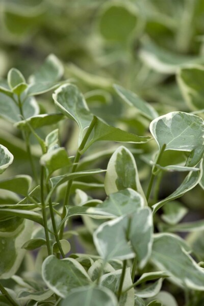 Großes immergrün Vinca major 'Variegata' 5-10 Topf P9 Vinca major 'Variegata'