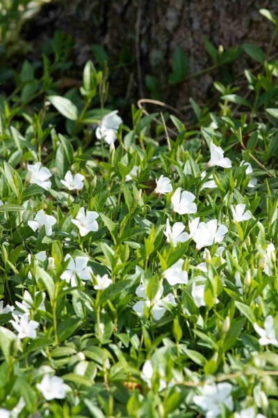 Kleines immergrün Vinca minor 'Alba' 5-10 Topf P9 Vinca minor 'Alba'