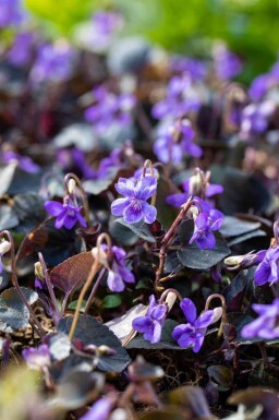 Waldveilchen Viola labradorica 5-10 Topf P9 Viola labradorica