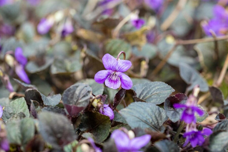 Waldveilchen Viola labradorica 5-10 Topf P9 Viola labradorica