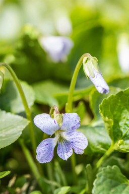 Waldveilchen Viola sororia 'Freckles' 5-10 Topf P9 Viola sororia 'Freckles'