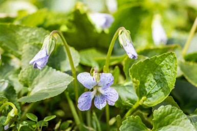 Waldveilchen Viola sororia 'Freckles' 5-10 Topf P9 Viola sororia 'Freckles'