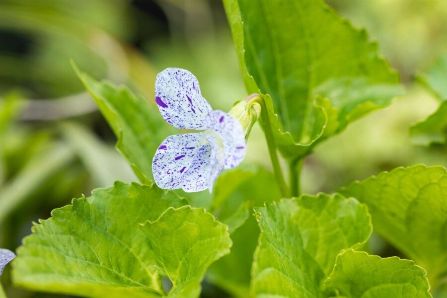 Waldveilchen Viola sororia 'Freckles' 5-10 Topf P9 Viola sororia 'Freckles'