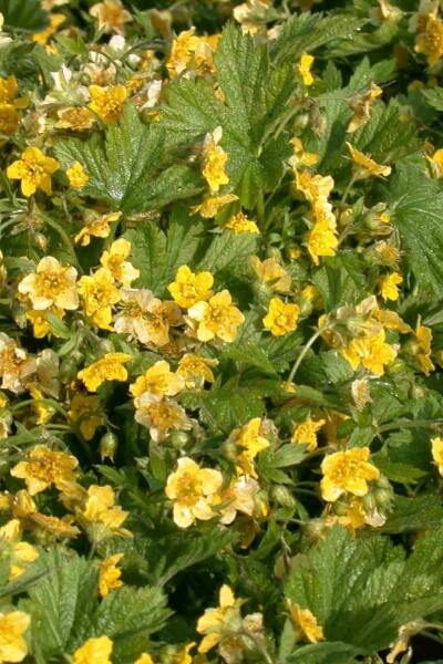 Golderdbeere Waldsteinia geoides 5-10 Topf P9 Waldsteinia geoides