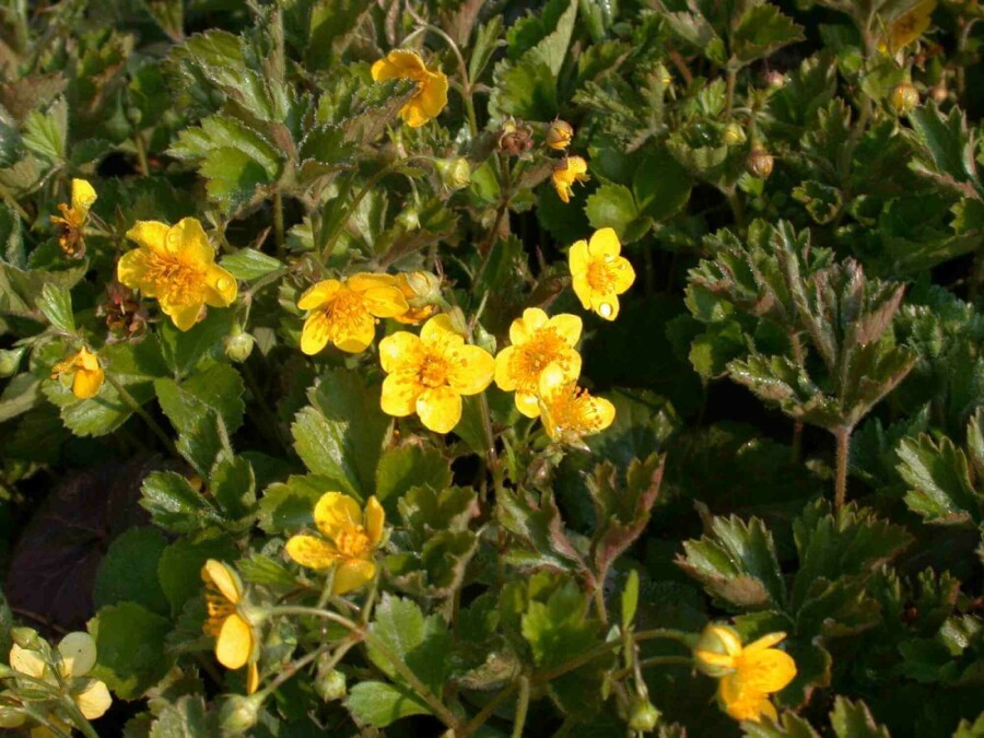 Golderdbeere Waldsteinia geoides 5-10 Topf P9 Waldsteinia geoides