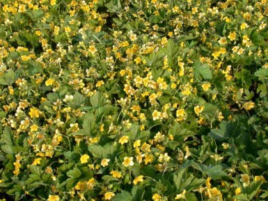 Golderdbeere Waldsteinia geoides 5-10 Topf P9 Waldsteinia geoides