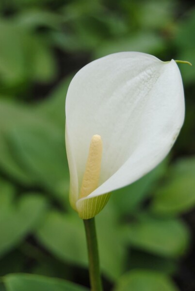 Calla Zantedeschia aethiopica 5-10 Topf P9 Zantedeschia aethiopica