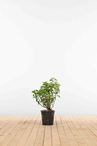 Portugiesischer Kirschlorbeer / Prunus Lusitanica Angustifolia 30-40 cm Topf