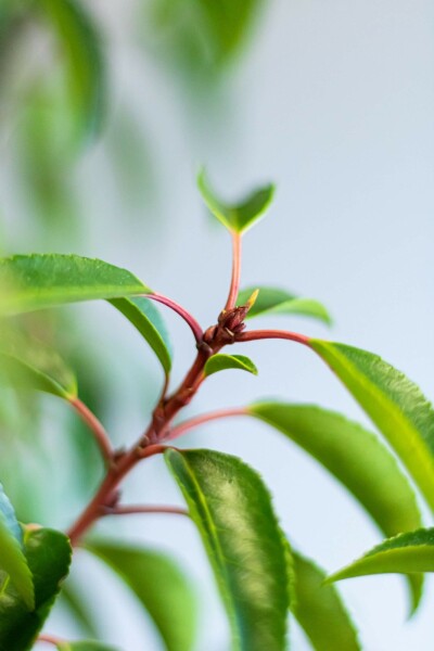 Portugiesischer Kirschlorbeer / Prunus Lusitanica Angustifolia 40-60 cm Topf