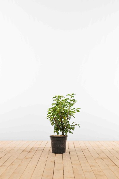 Portugiesischer Kirschlorbeer / Prunus Lusitanica Angustifolia 60-80 cm Topf