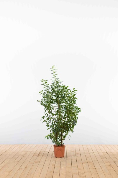 Portugiesischer Kirschlorbeer / Prunus Lusitanica Angustifolia 80-100 cm Topf