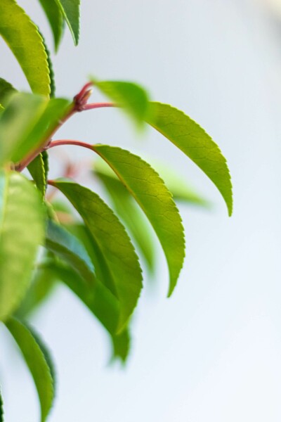 Portugiesischer Kirschlorbeer / Prunus Lusitanica Angustifolia 125-150 cm