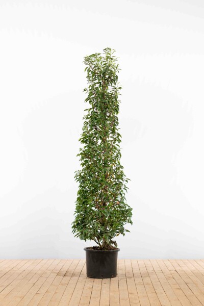 Portugiesischer Kirschlorbeer / Prunus Lusitanica Angustifolia 150-175cm Topf