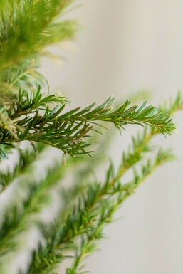 Eiben / Taxus Baccata 40-60 cm