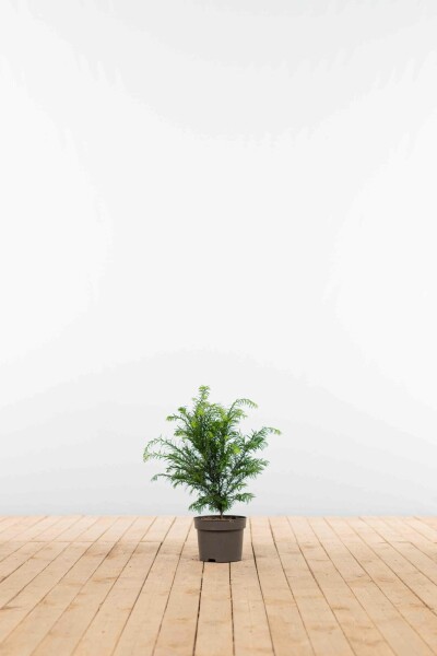 Eiben / Taxus Baccata 40-60 cm